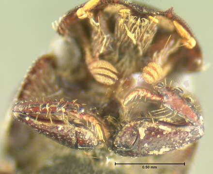 Image of Ataenius cylindrus Horn 1871