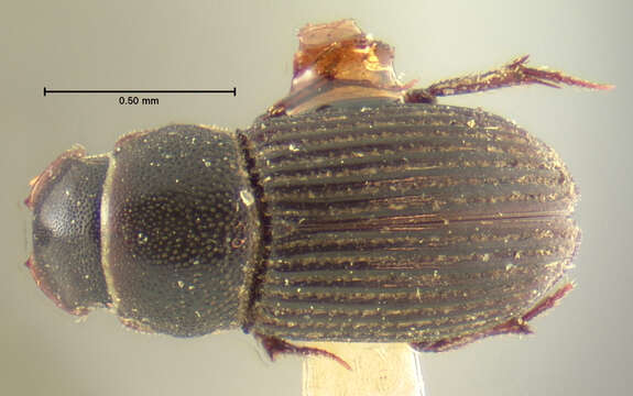 Image of Ataenius cylindrus Horn 1871