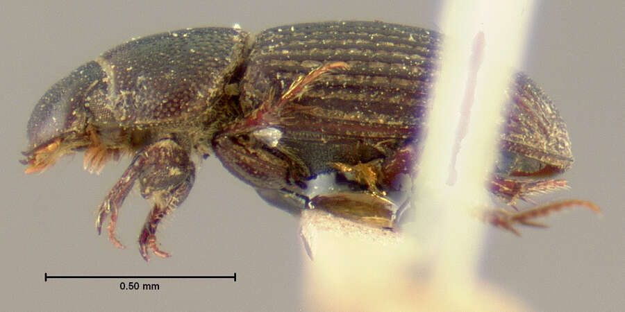 Image of Ataenius cylindrus Horn 1871