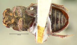 Image of Ataenius cylindrus Horn 1871