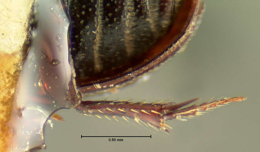 Image of Ataenius cylindrus Horn 1871