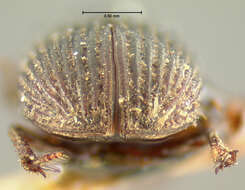 Image of Ataenius cylindrus Horn 1871