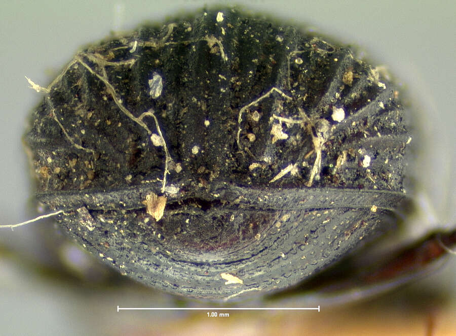 Image of Ataenius insculptus Horn 1887