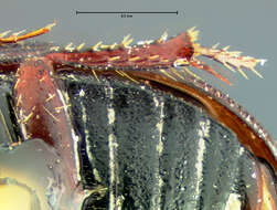 Image of Rhyssemus californicus Horn 1871