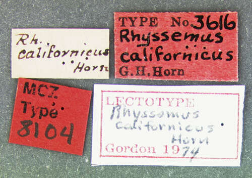 Imagem de Rhyssemus californicus Horn 1871