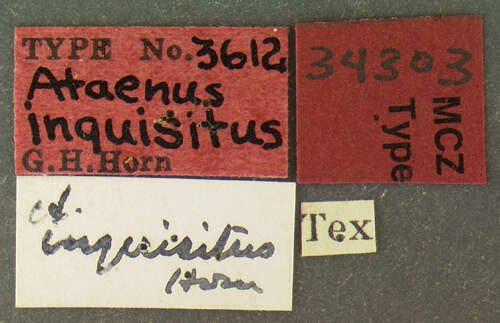 Image of Ataenius inquisitus Horn 1887