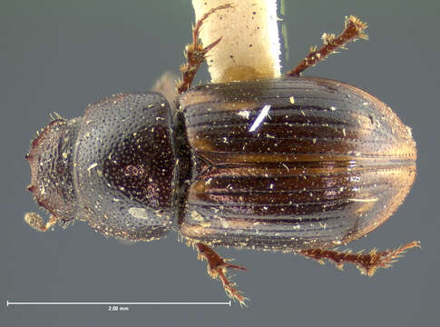 Image of Rugaphodius