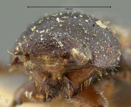 Image of Rugaphodius