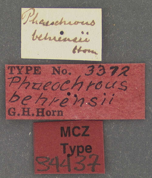 Image of Phaeochrous behrensii Horn 1867