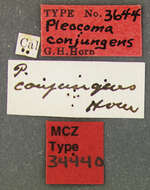 Image of Pleocoma conjungens Horn 1888