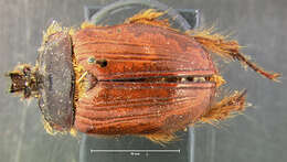Image of rain beetles
