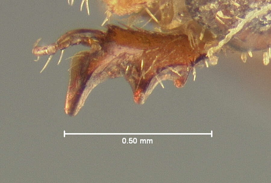 Image of Glaresis inducta Horn 1885