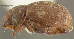 Image of enigmatic scarab beetles
