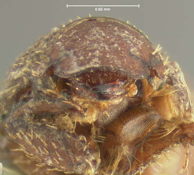 Image of Glaresis inducta Horn 1885