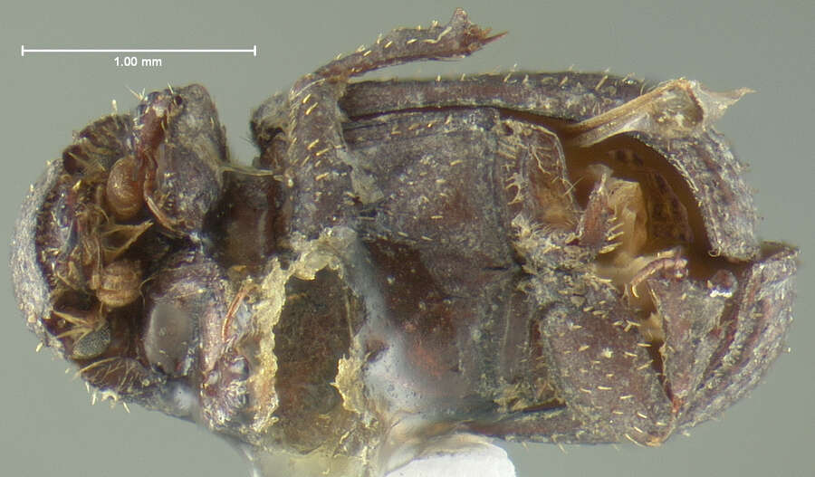 Image of Glaresis mendica Horn 1885