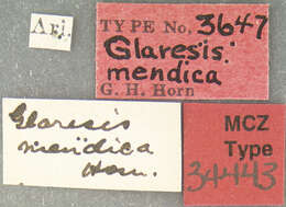 Image of Glaresis mendica Horn 1885