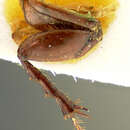 Image of <i>Aphodius coloradensis</i>