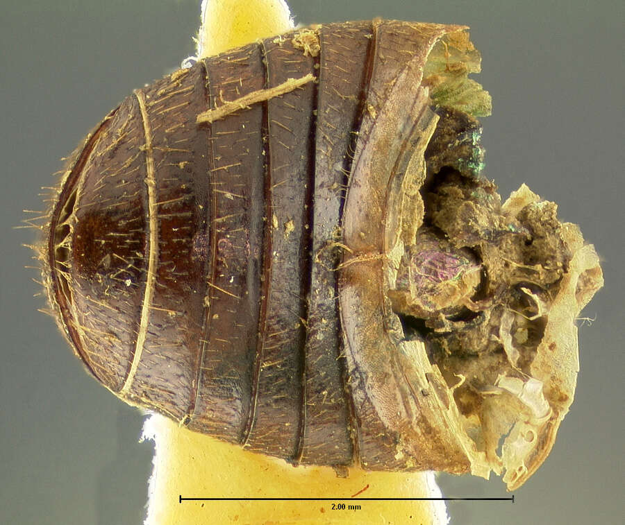 Image of <i>Aphodius coloradensis</i>