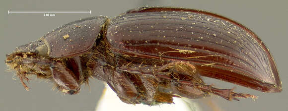 Image of <i>Aphodius coloradensis</i>