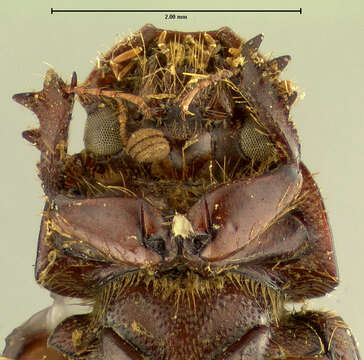 Image of <i>Aphodius coloradensis</i>