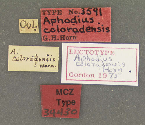 Image of <i>Aphodius coloradensis</i>