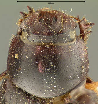 Image of <i>Aphodius coloradensis</i>