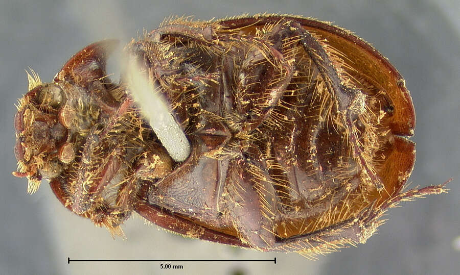 Image of Phaeochrous behrensii Horn 1867