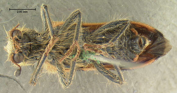 Image of Trichodes simulator Horn 1880