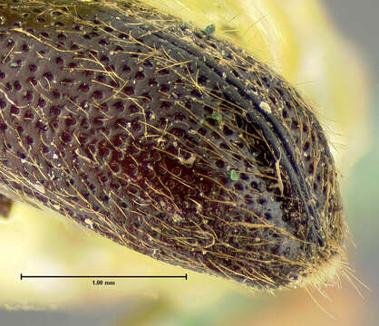 Image of Amphicerus (Caenophrada) teres Horn 1878