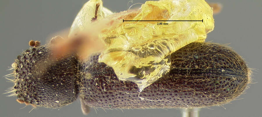 Image of Amphicerus (Caenophrada) teres Horn 1878