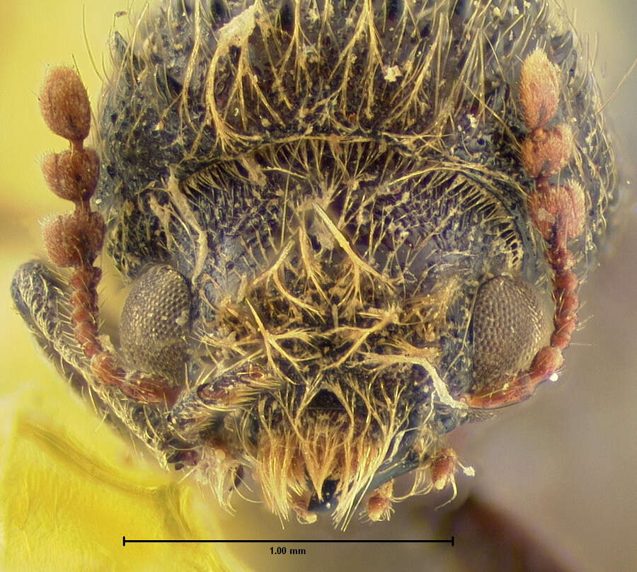 Image of Amphicerus (Caenophrada) teres Horn 1878