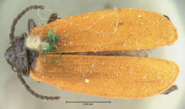 Image of Lygistopterus rubripennis Le Conte 1875