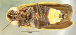 Image of Pyractomena angustata Le Conte 1851