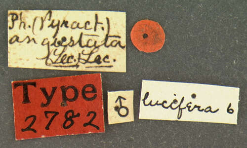 Image of Pyractomena angustata Le Conte 1851