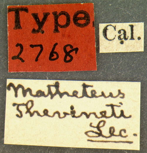 Image of Matheteus