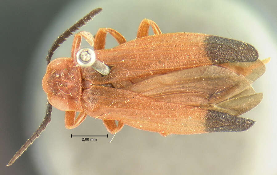 Image of Bloody Net-winged Beetle