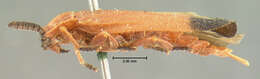 Image of Bloody Net-winged Beetle