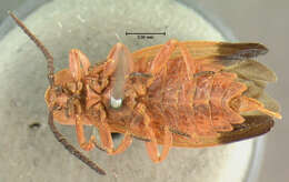 Image of Bloody Net-winged Beetle