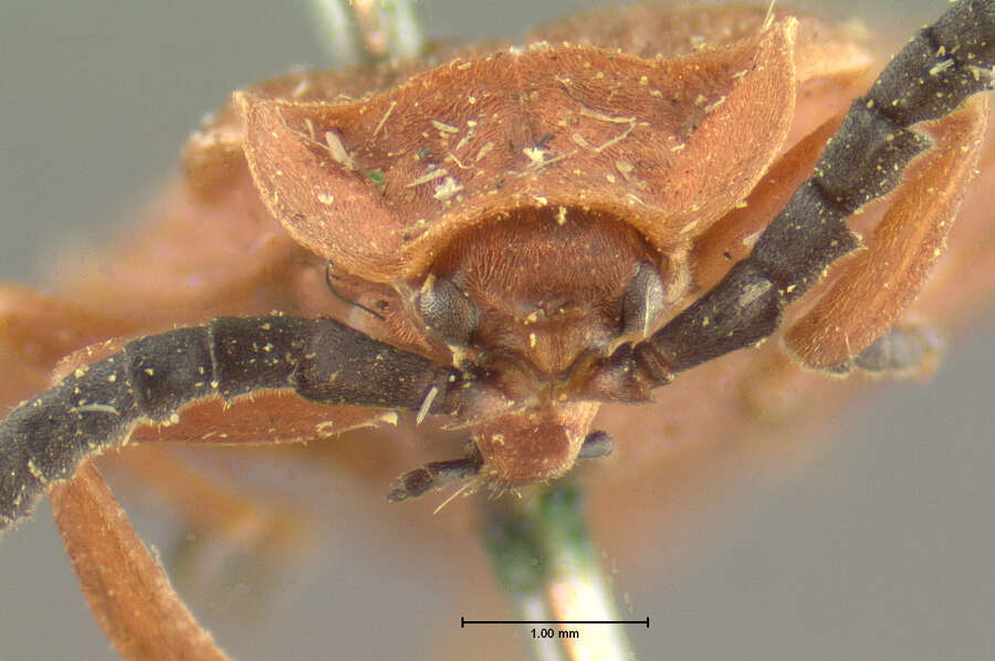 Image of Bloody Net-winged Beetle