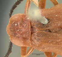 Image of Bloody Net-winged Beetle