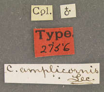 Image of Caenia amplicornis Le Conte 1881