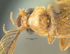 Image of <i>Phengodes frontalis</i>