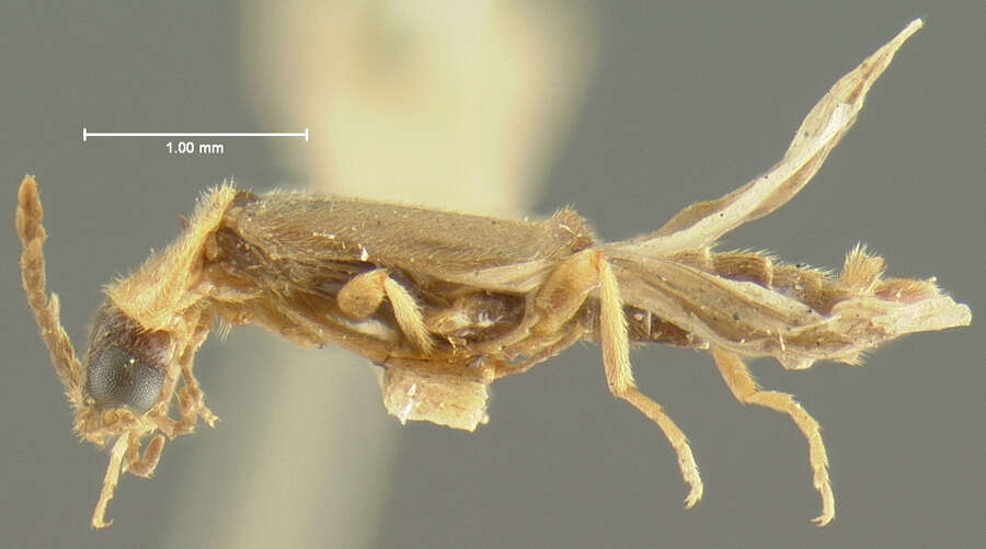 Image of Cenophengus debilis Le Conte 1881