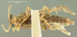 Image of Cenophengus debilis Le Conte 1881