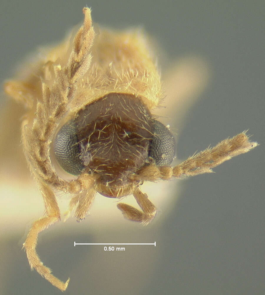 Image of Cenophengus debilis Le Conte 1881