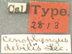 Image of Cenophengus debilis Le Conte 1881