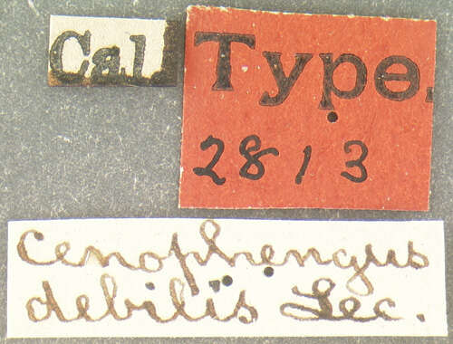 Image of Cenophengus debilis Le Conte 1881