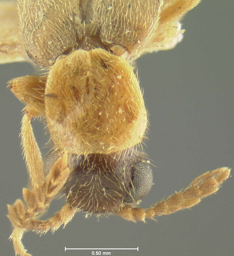 Image of Cenophengus debilis Le Conte 1881