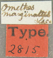 Image of Omethes marginatus Le Conte 1861
