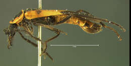 Image of <i>Chauliognathus basalis</i> Le Conte 1859